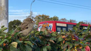 Почему в Рязани могут исчезнуть воробьи?