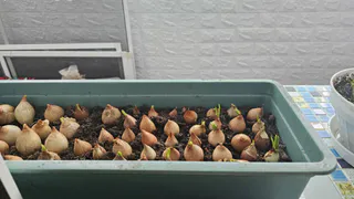 Дачники стоят в очереди: 2 сорта лука, которые дают урожай "с кулак" - растут даже в Сибири