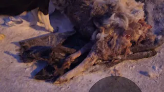 В Пензе недалеко от школы №60 около мусорных баков выкинули труп животного