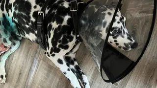 На улице Зубковой в Рязани питбультерьер напал на подростка с щенком далматина