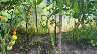 Йод и борная кислота: лучший и при этом натуральный дуэт, который поможет победить фитофтору в условиях холодного лета