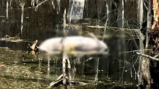 Наглотался воды: в Рязанской области в пруду утонул лось