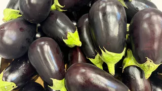 Отказ от прежних сортов баклажанов увеличил урожай втрое – 5 гибридов дают до 6 килограммов с куста