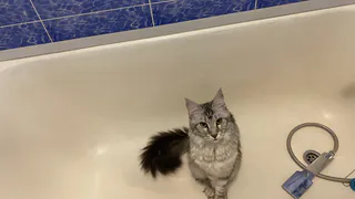 Указ подписали, все решено: с 1 декабря штраф 700 рублей за каждый день для владельцев квартир с ванной