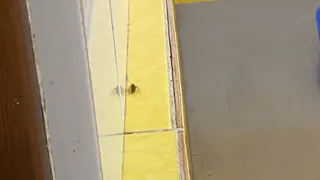 Мэрия: в субботу в рязанской школе №73 будут травить тараканов