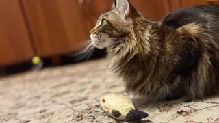 Кошка не случайно кошка появляется в нашей жизни - и дело не в любви к животным