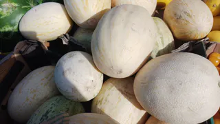 Прекратите хлопать их по попке: всего 1 действие и вы безошибочно выберете сладчайшую дыню, которая тает во рту