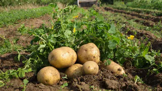 Картофель отвечает урожаем не всем подряд: тонкая грань между успехом и провалом