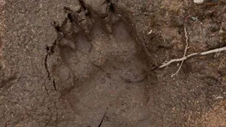 В Клепиковском районе нашли следы медведя