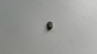 В Челябинской области впервые в 2026 году зарегистрирован случай боррелиоза, спровоцированного укусом клеща