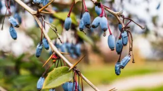 Вот что делаю с жимолостью в октябре: в новом сезоне целыми ведрами собираю урожай крупных сладких ягод