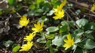 Чистотел как индикатор кислотности почвы: что нужно знать