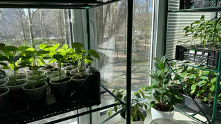 Рассада для ленивых — без стимуляторов и танцев с бубнами: алгоритм, который экономит время и нервы