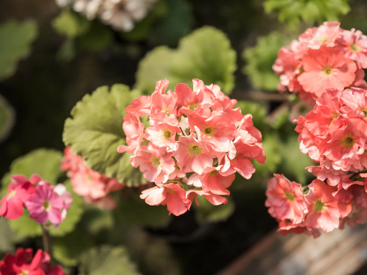 Для пышного цветения герани — необходимо: 1/2 стакана в горшок — и шапки пышнее кудрей Пушкина