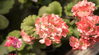 Для пышного цветения герани — необходимо: 1/2 стакана в горшок — и шапки пышнее кудрей Пушкина