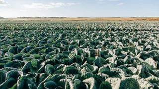 В Чувашии завершается сезон сбора урожая