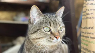 Почему кошка бросается на ноги и кусает: ветеринары рассказали что категорически нельзя делать в ответ