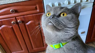 Что хранит в памяти ваша кошка: неожиданная правда, которую учёные считают невероятной