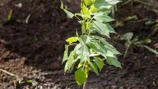 Во Владимирской области вырастят потомка «Тополя Победы», выстоявшего Сталинградскую битву
