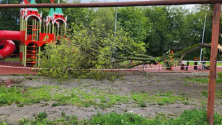 На детскую площадку в сквере Октябрьского городка в Рязани упало дерево