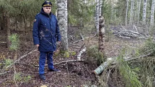 Жителя Судогодского района будут судить за вырубку берёз с ущербом почти 100 000 рублей