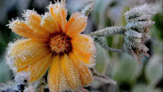 В Рязанской области объявлен «оранжевый» уровень опасности из-за заморозков до -5