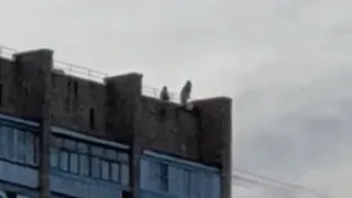 Опасные развлечения: в Дашках подростки залезли на крышу дома