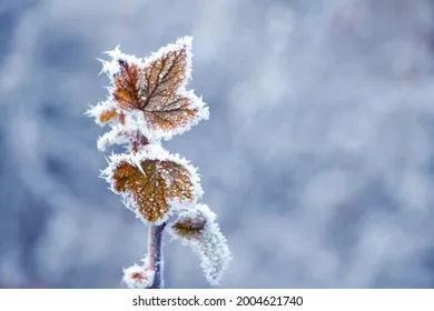 Европейская Россия встречает первые заморозки