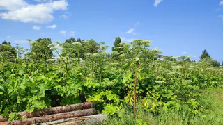 В Чувашии продолжается борьба с борщевиком