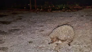 Необычное соседство – в жилом доме под ступенями подъезда поселился ёжик