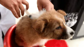 В Рязанском районе отмениен карантин по бешенству животных