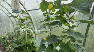 Опрыскиваю желтые огурцы в 6 утра копеечным раствором: соседка заметила и теперь тоже снимает по 20 кг с куста