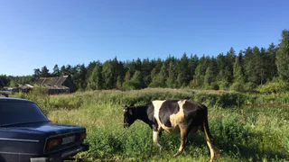 Под Рязанью замечена корова, которая шла на буксире за отечественной легковушкой
