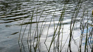 Томские ученые очистили заполярный водоем Коми с помощью инновационного "Аэрощупа"