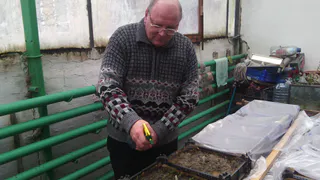 Вырастить рассаду – это просто, главное, знать как! 