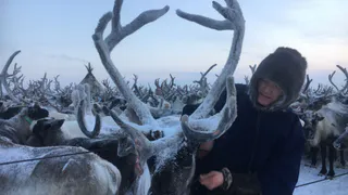 В Коми могут перестать поддерживать оленеводство