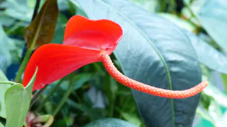 Окунаем горшок в раствор — запускаем цветение спатифиллума: эффективная подкормка, стимулирующая закладку бутонов