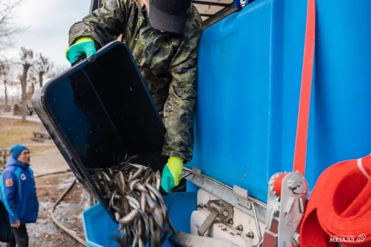 Магнитогорский металлургический комбинат выпустил мальков сазана и судака в водохранилище