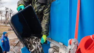 Магнитогорский металлургический комбинат выпустил мальков сазана и судака в водохранилище