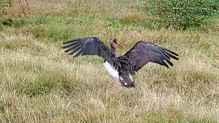 В Клязьминско-Лухском заказнике выпустили на волю чёрного аиста и двух орланов
