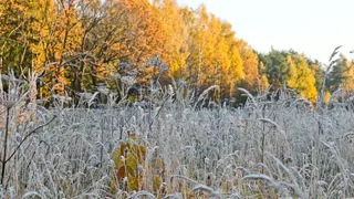 МЧС Рязанской области предупредило о заморозках 25 сентября