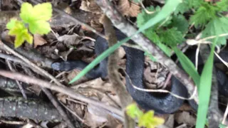 Напала гадюка: в Рязанской области едва спасли женщину