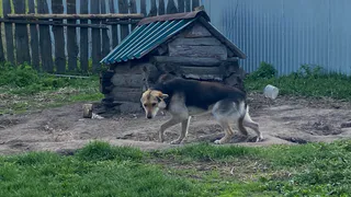 В Шиловском районе начинается отлов бездомных собак