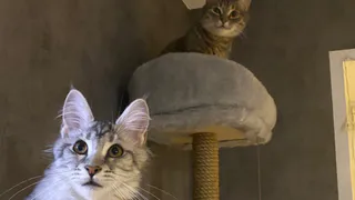 В Рязанской области ребенку после укуса кошки делают прививки от бешенства