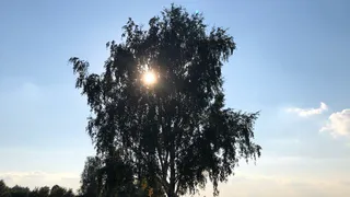 Жара: сегодня в Рязани до +34