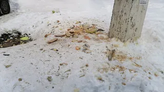 «Любители птиц, одумайтесь!»: нижнекамцы кормежку превратили в помойку