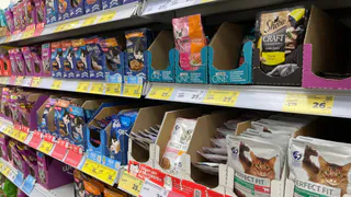 "Не травите этим кошек": в Роскачестве назвали худшие марки корма для питомцев