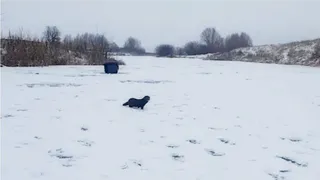 Все в деле - рязанец снял на видео, как хорек приходит к рыбакам за уловом