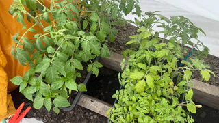 1 ложку в лунку — огурцы с помидорами плодоносят как «бешеные» все лето — теперь никакие подкормки не нужны