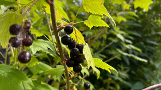 Срочная подкормка для смородины до 12 сентября: всего две ложки на 10 литров — гарантия щедрого урожая в будущем сезоне